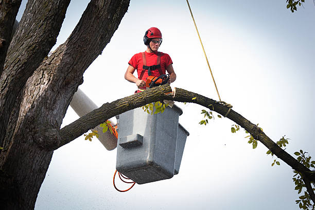 Best Emergency Tree Removal  in Nicoma Park, OK